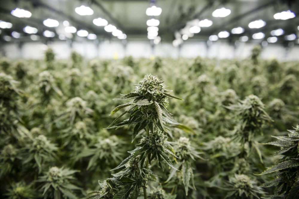 Join us for the First Annual Cannapalooza Event